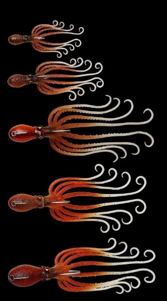 Savage Salt by Savage Gear 3D Octopus Fishing Lure (Size: 120g / Brown) -  Hero Outdoors